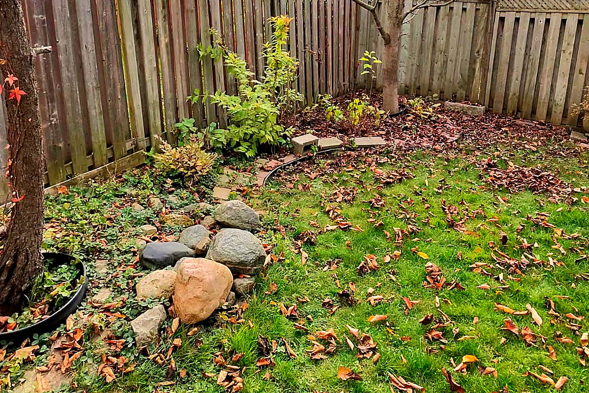 The back corner of a yard with leaves across the lawn and a rock garden lost under them