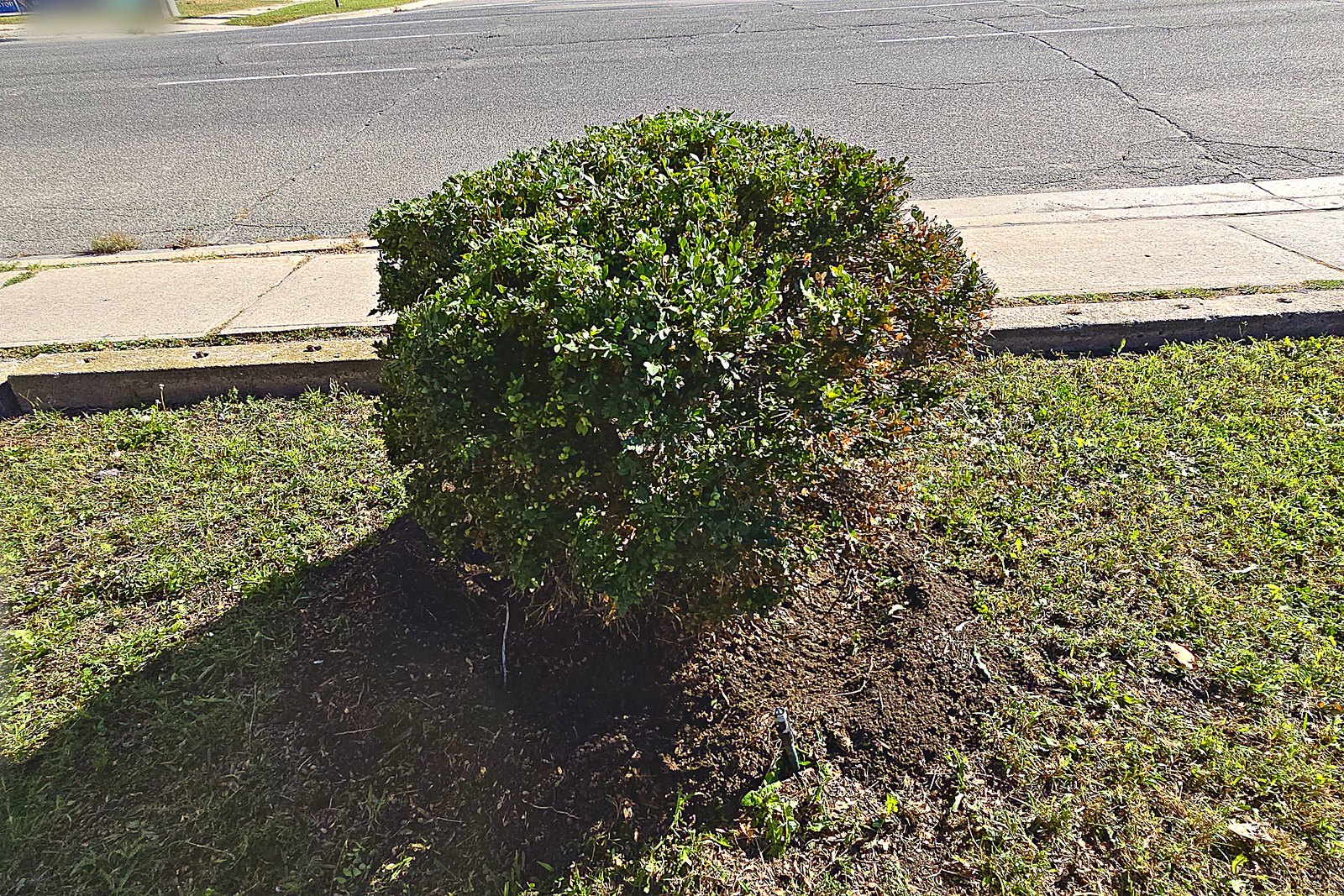 The same boulevard shrub cut back into a tight even shape