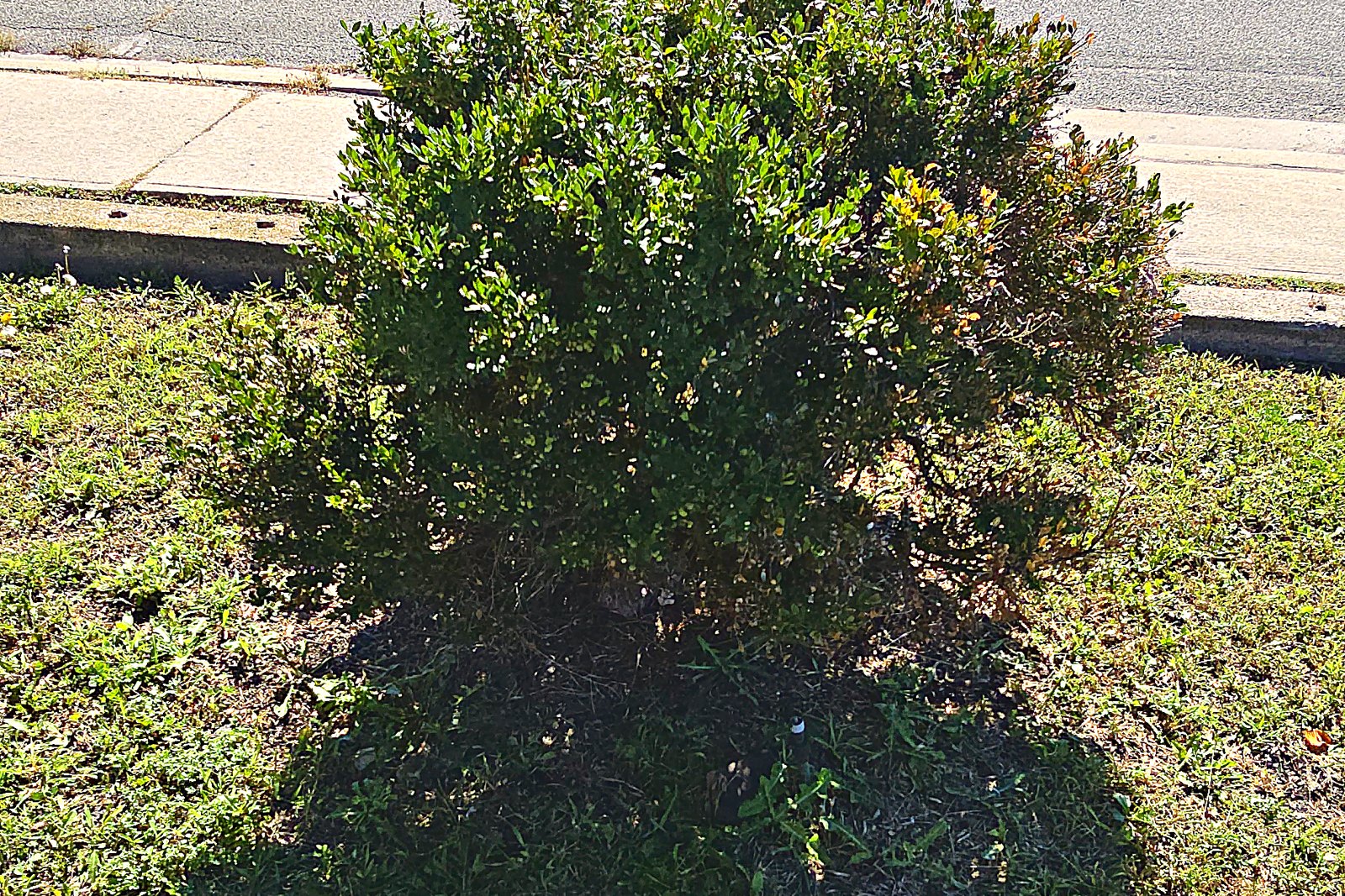A boulevard shrub grown leggy and out of shape