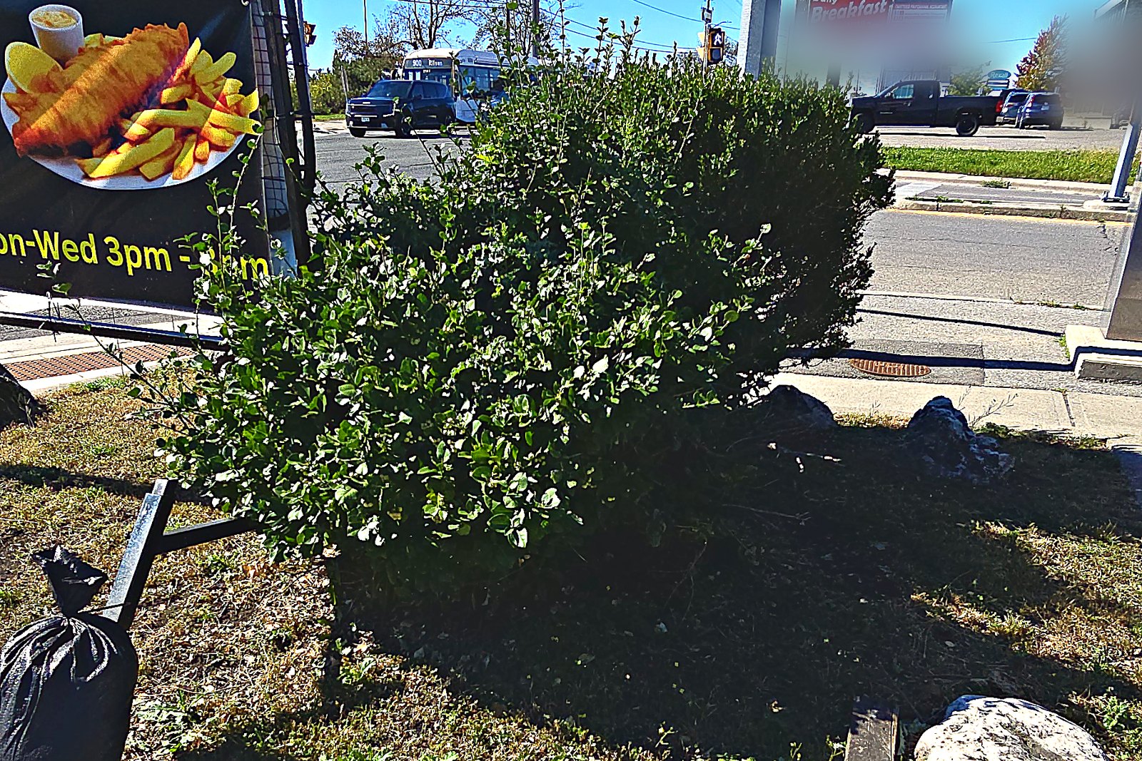 An overgrown corner bed with weed growth coming up through the shrubs