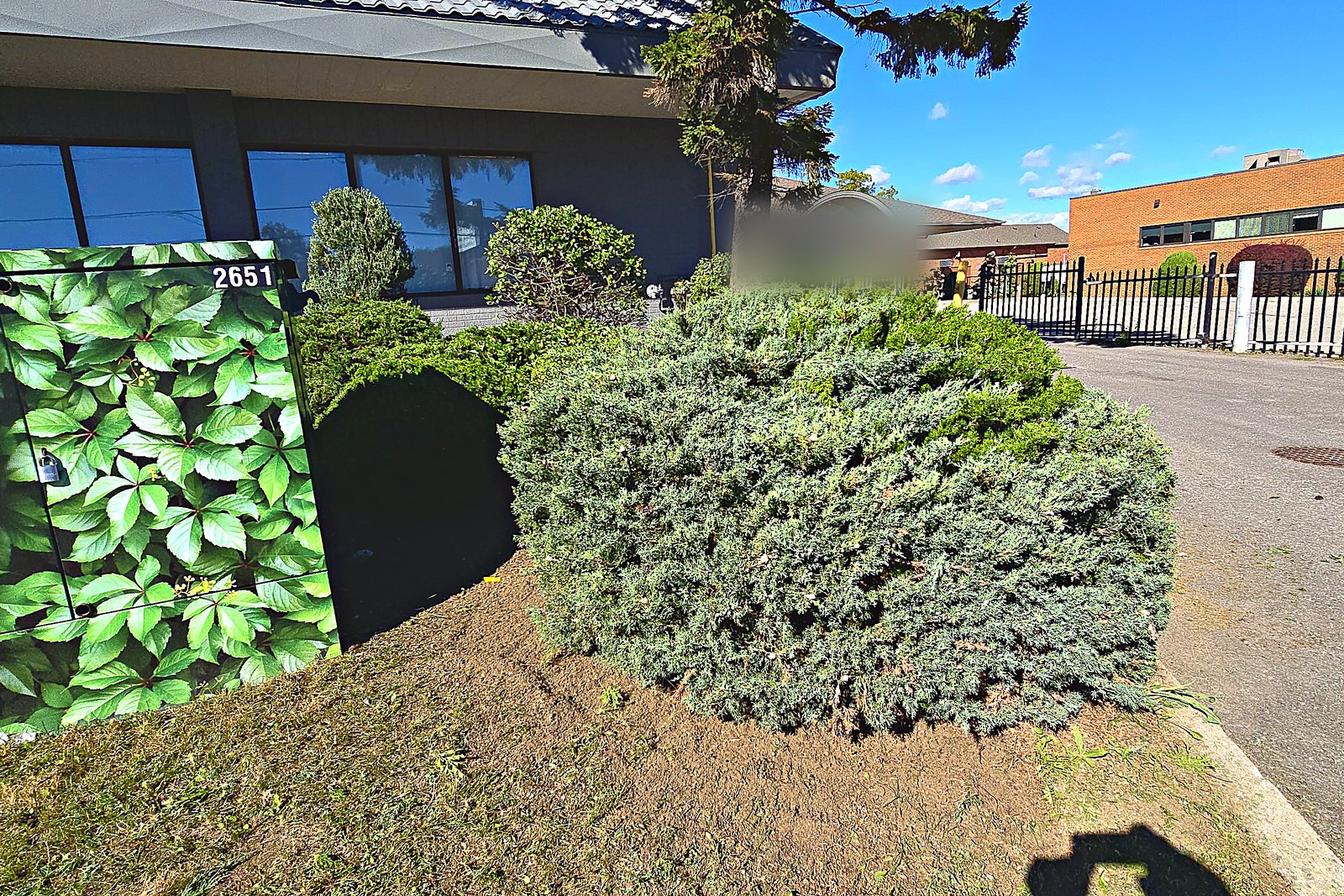 The same juniper bed cut back clear of the driveway edge