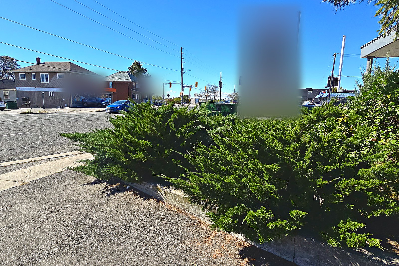 Junipers along a commercial entrance curb