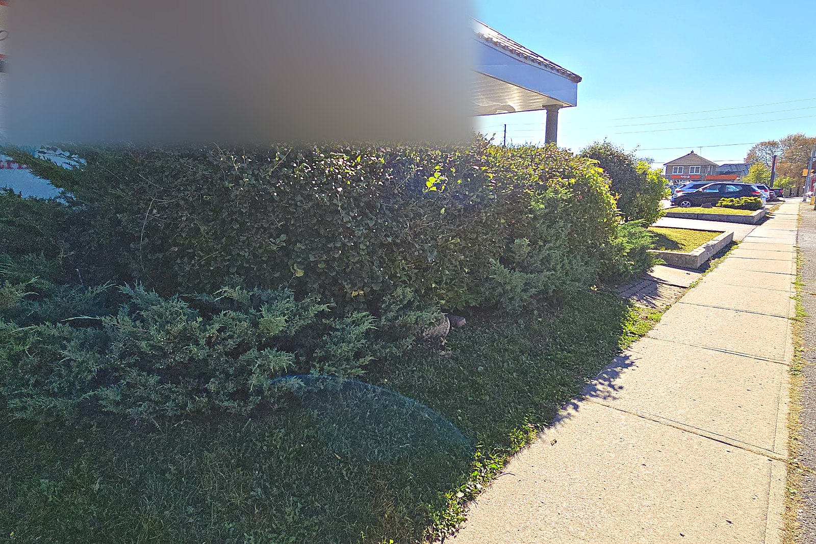 A frontage bed grown up over the storefront windows