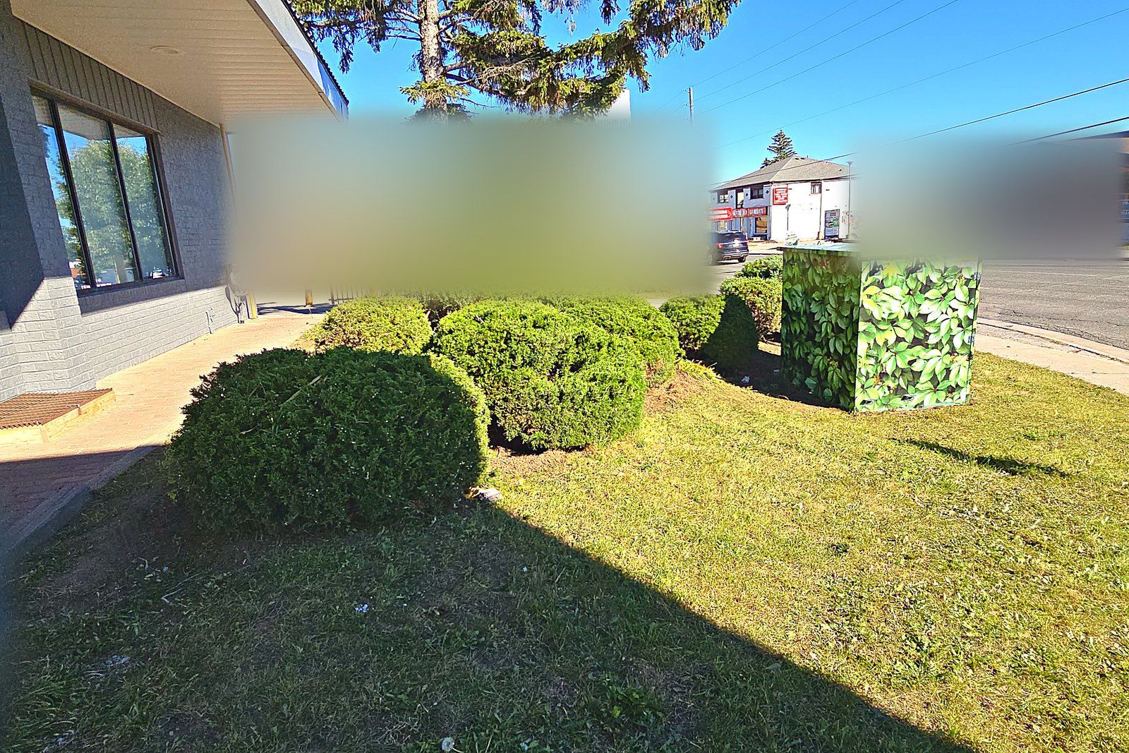 The same juniper bed cut back into separate mounds with clear soil between them