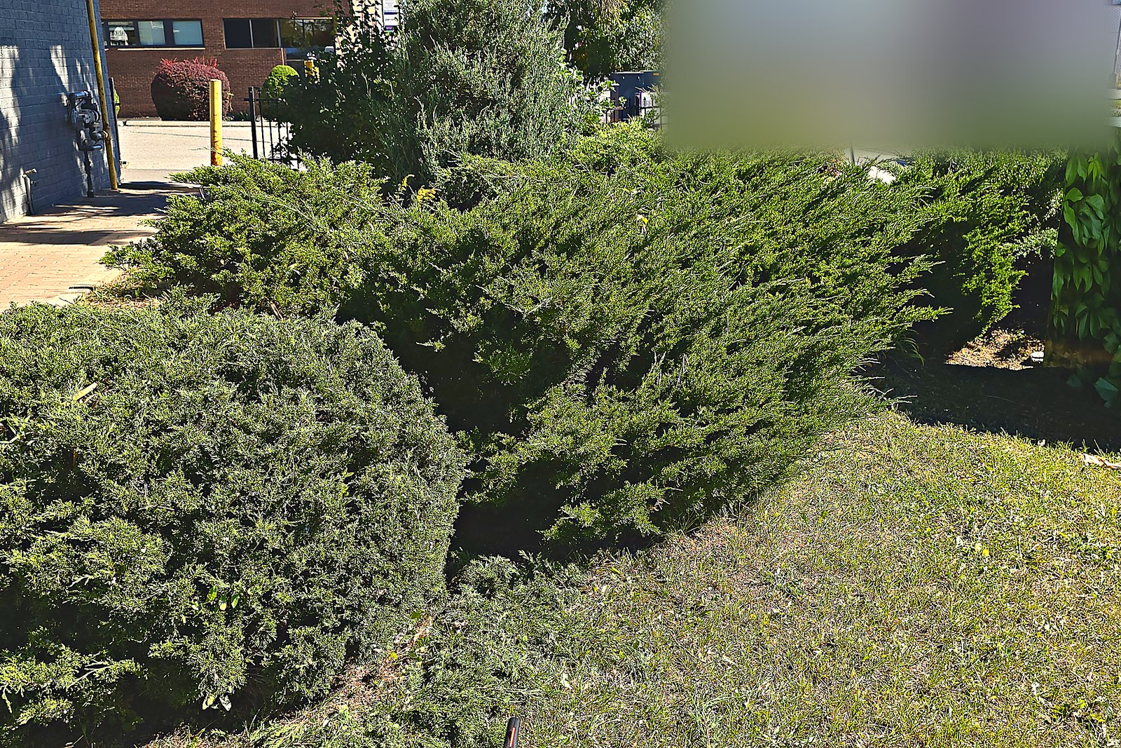 An overgrown juniper bed sprawling out across the lawn beside a commercial building