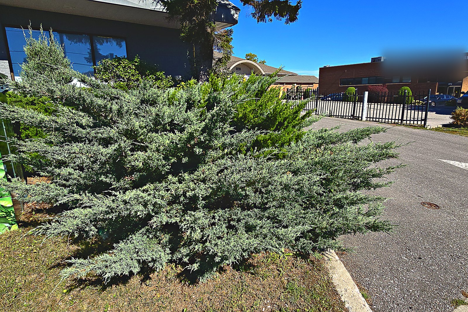 A hedge line spilling out into a commercial service laneway