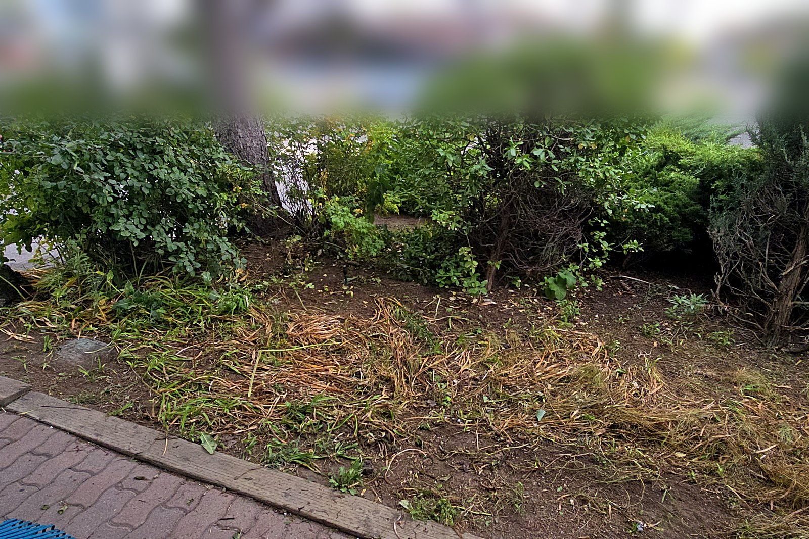 A commercial shrub bed cleared and tidied