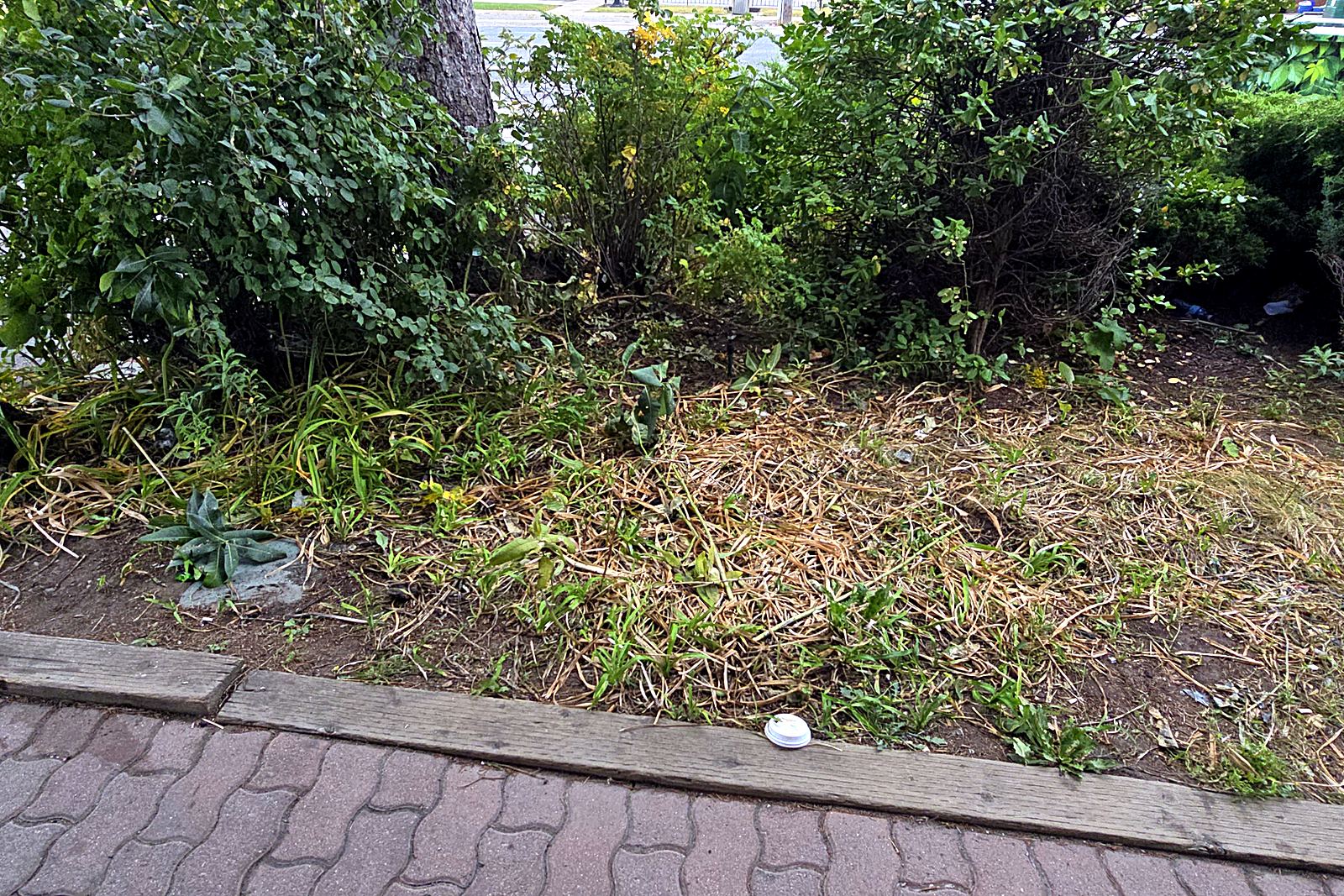 The same commercial shrub bed before the visit