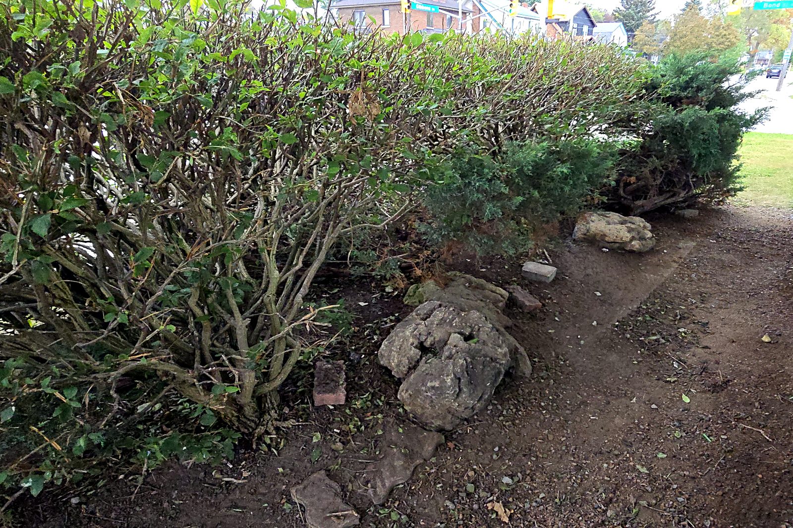 The same side bed with the litter picked out from under the shrubs