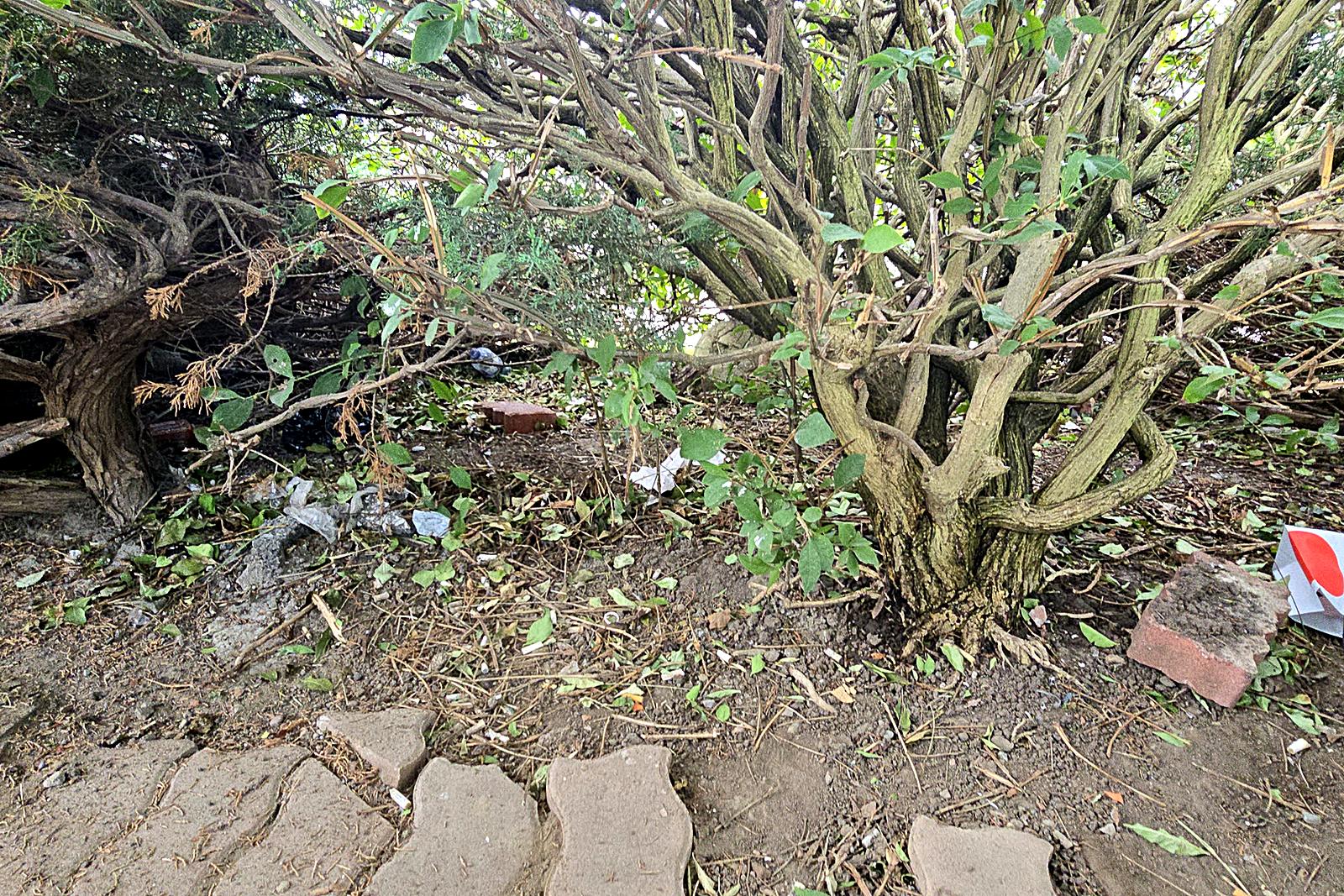 A side garden bed at a commercial property with litter under the shrubs