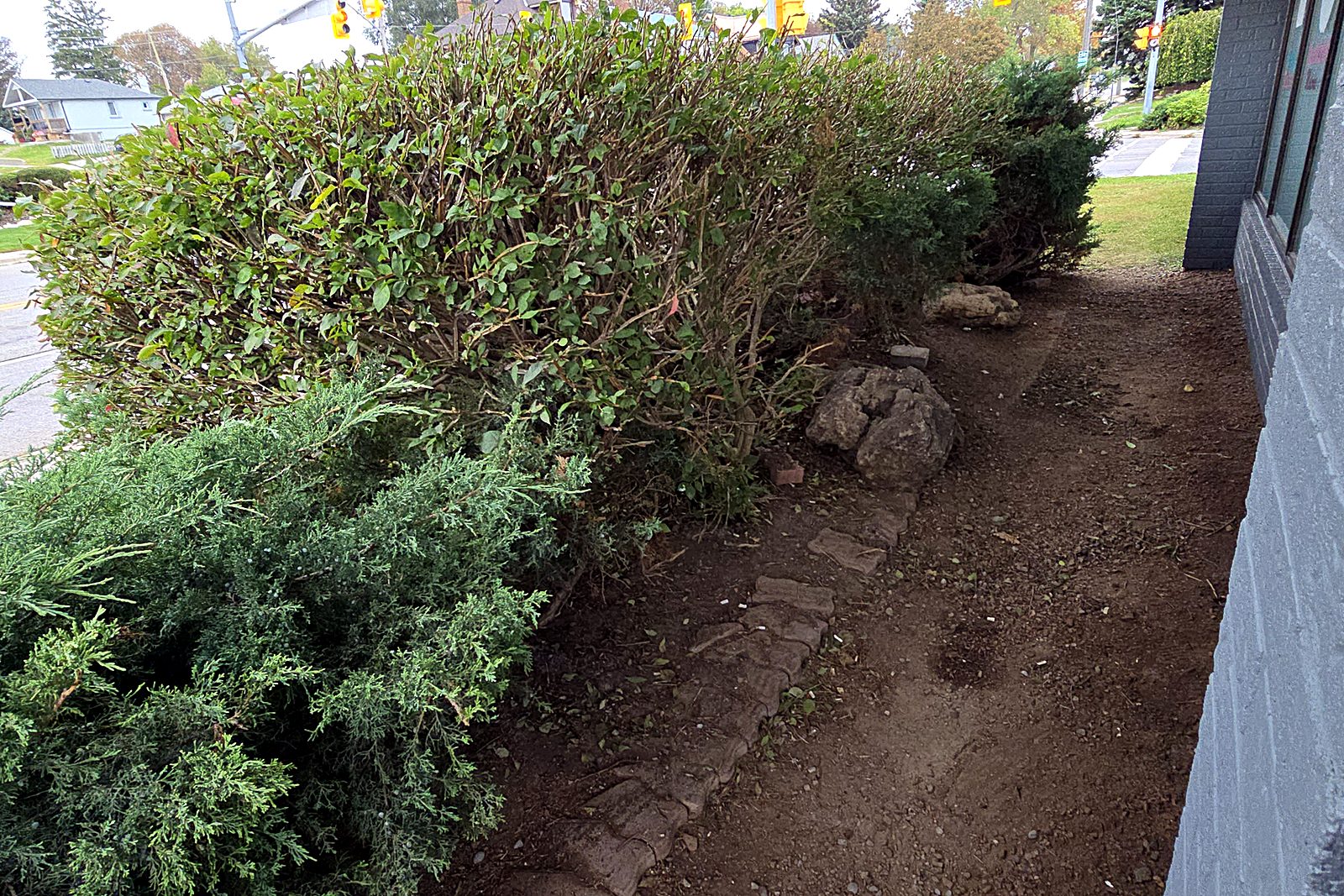 The same garden bed with the litter cleared