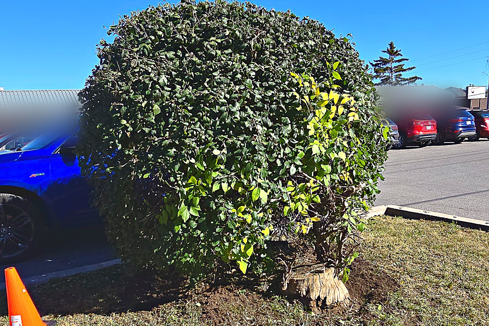 The same specimen shrub reshaped with the base cleared out