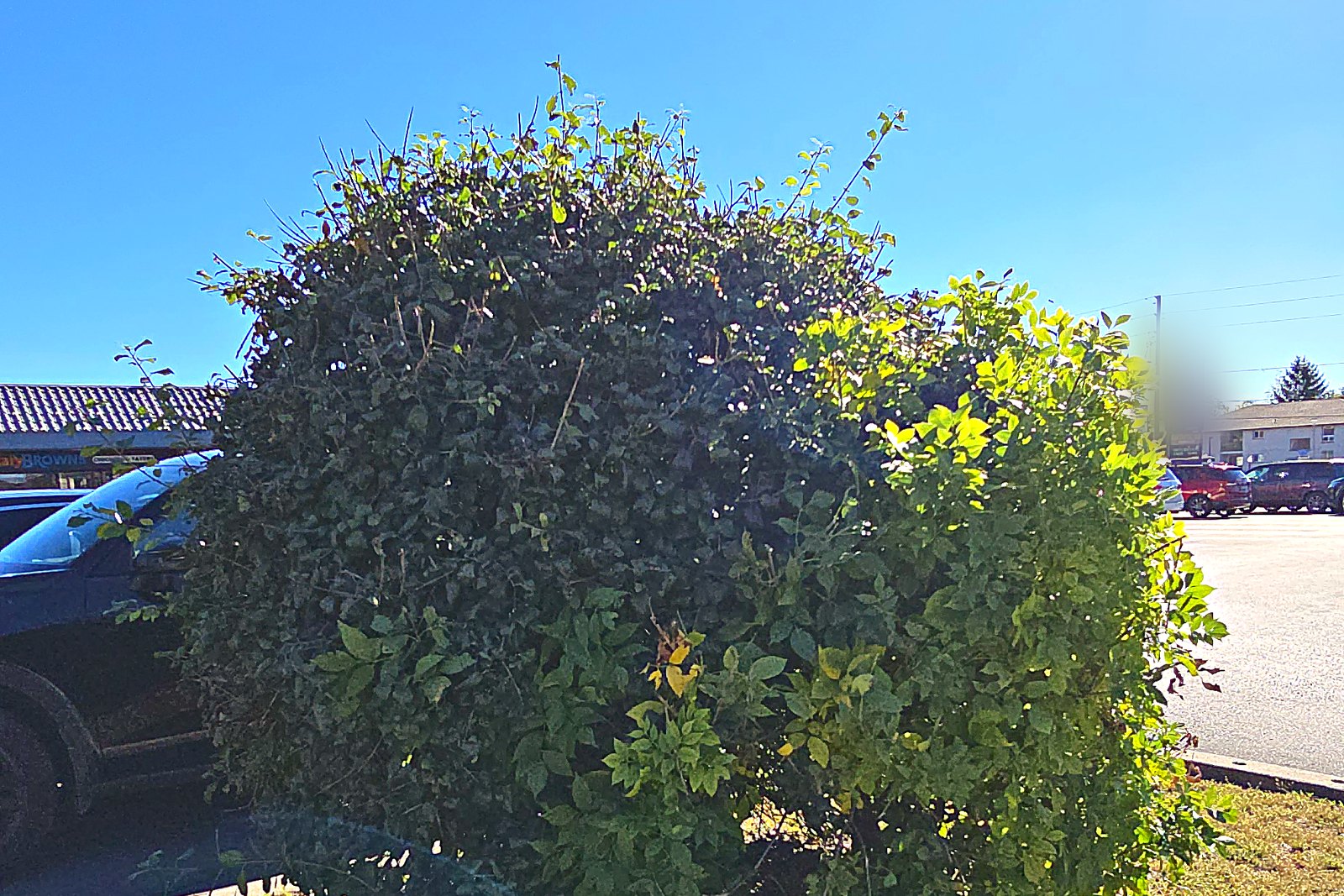 A large specimen shrub with loose growth breaking up its shape