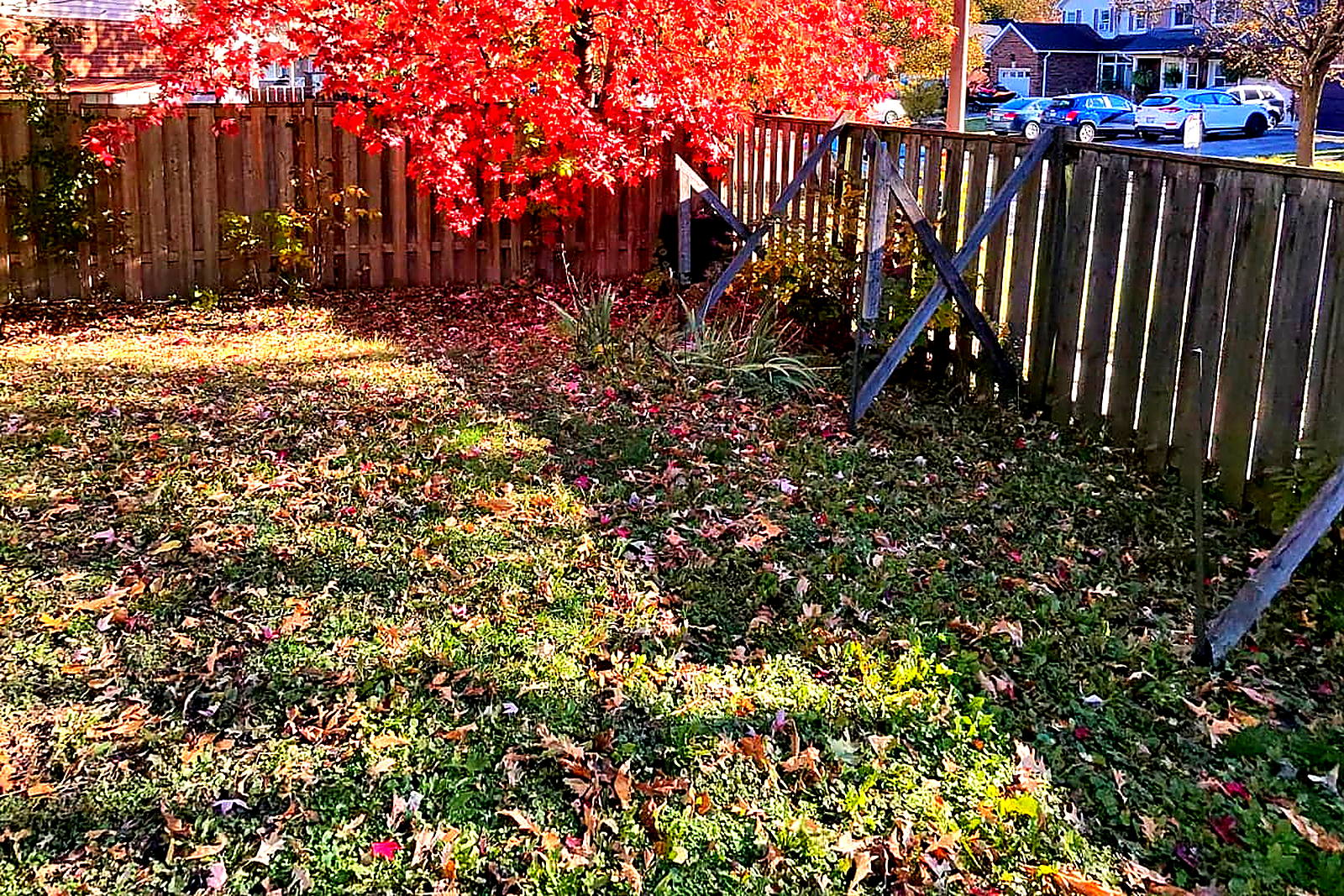 A back lawn under a heavy layer of leaves before a cleanup