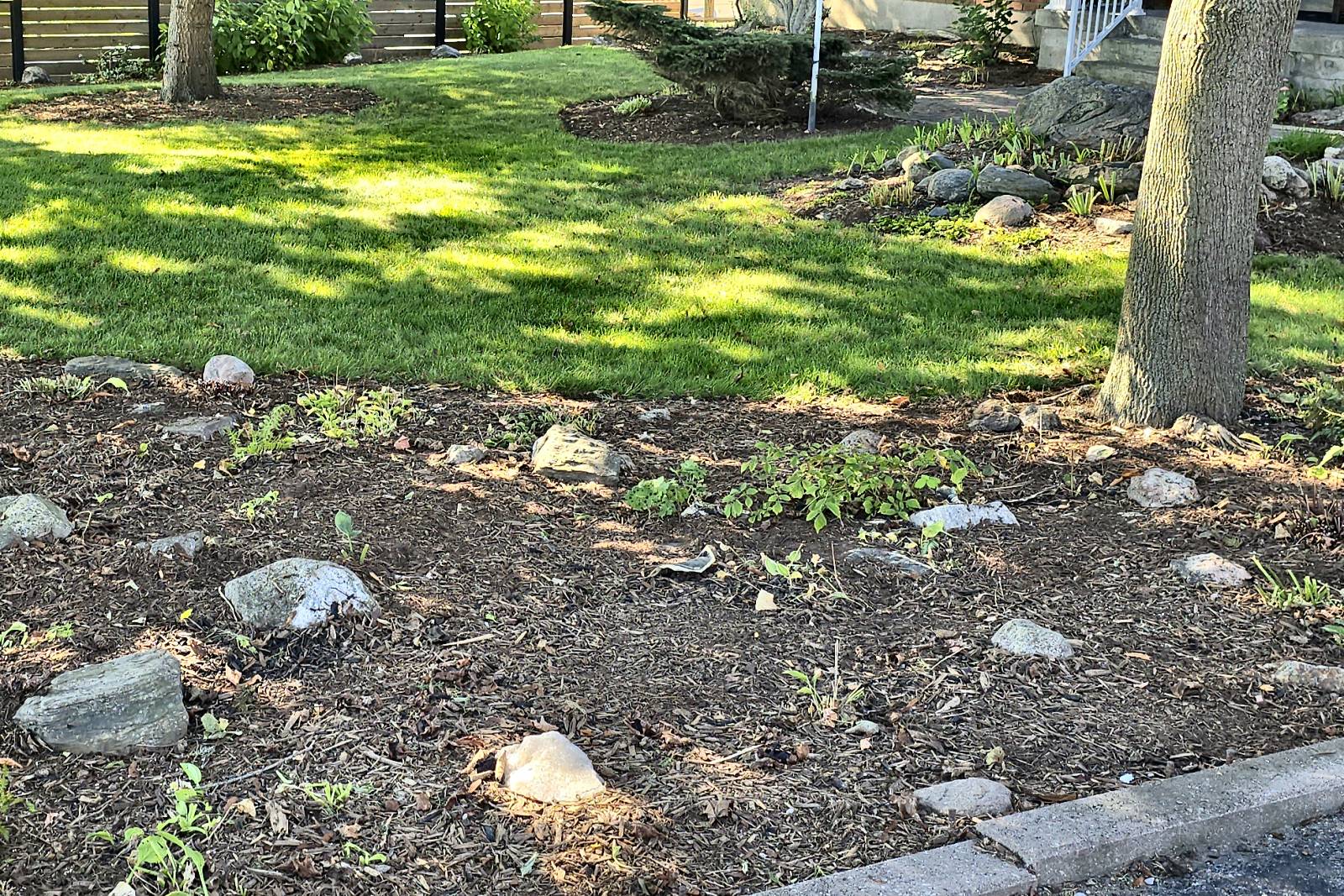 The same front garden bed after a Northline fall cleanup, leaves cleared from the bed and lawn
