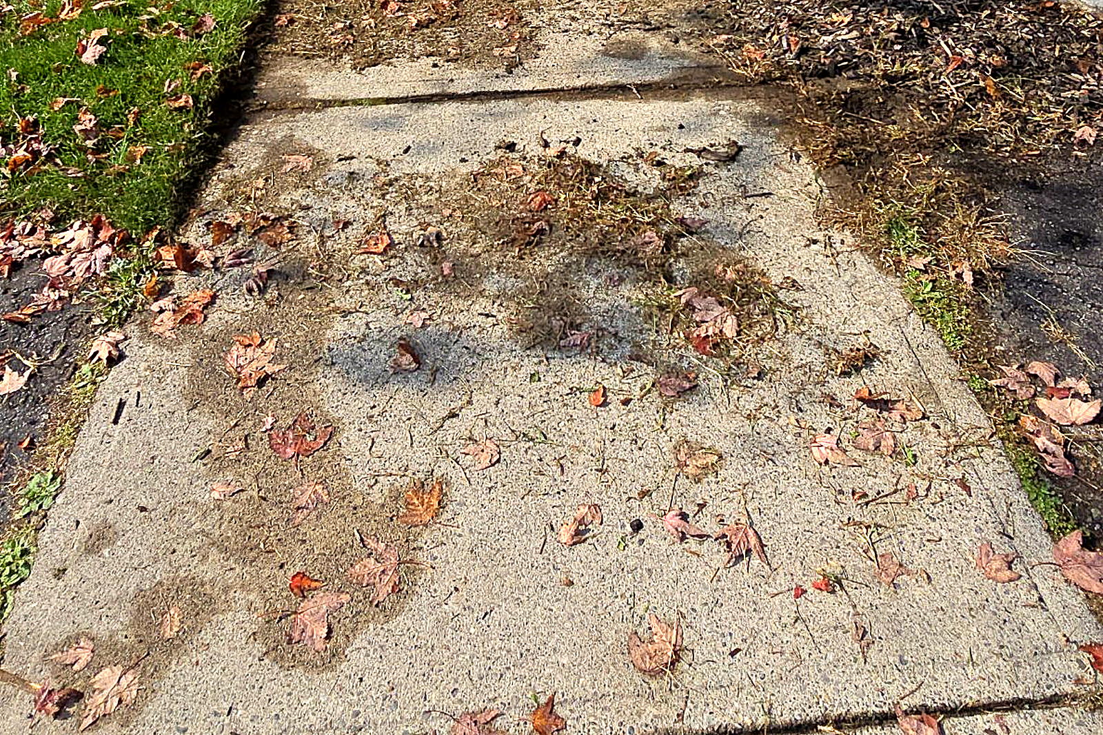The same residential front walkway covered in fallen leaves before the cleanup