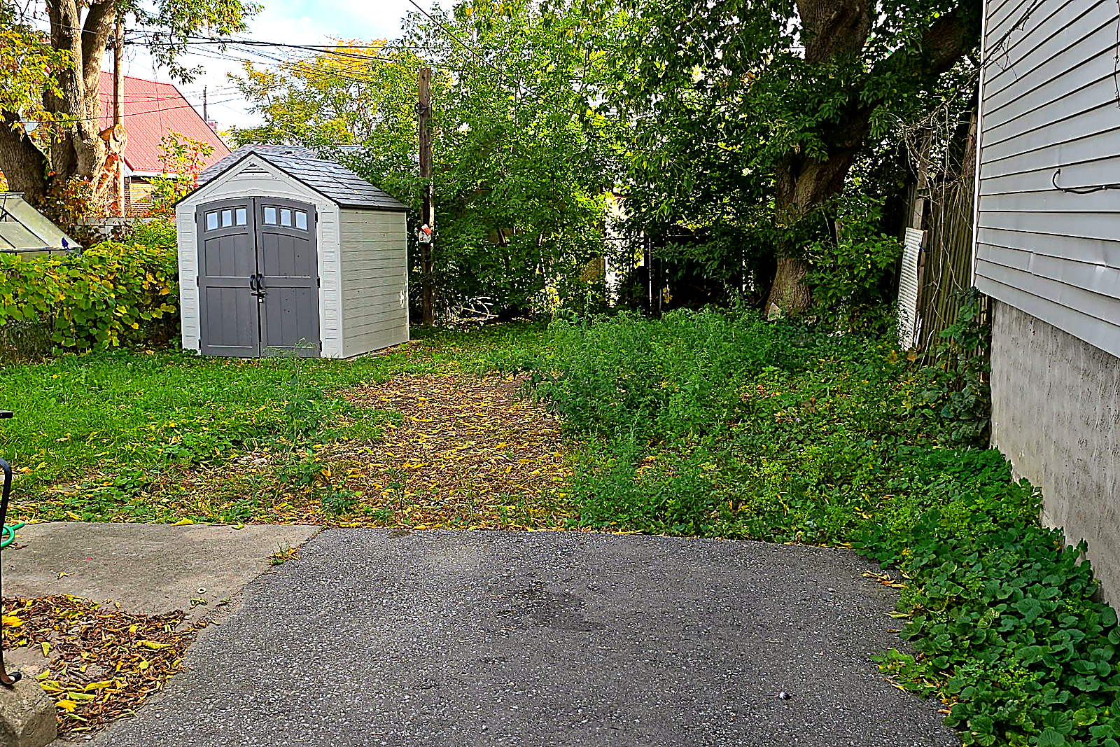 A back yard grown over with weeds between the house and the shed