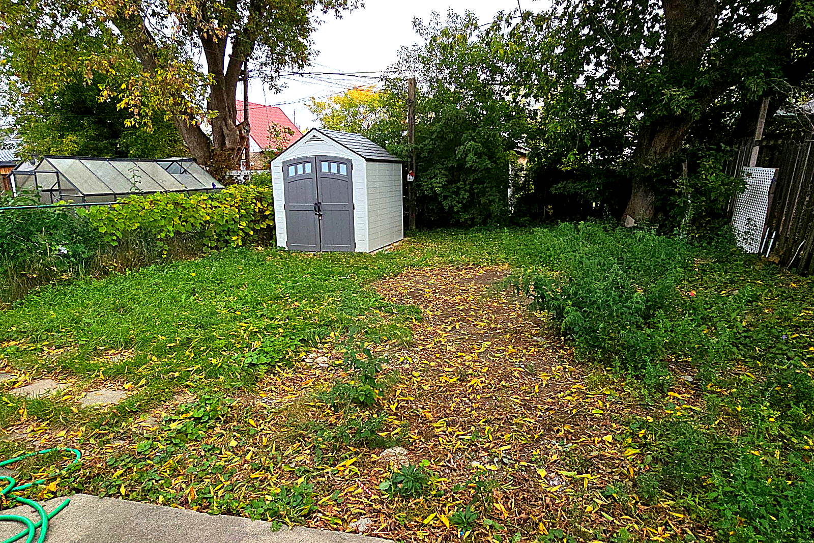 A back lawn under heavy growth and fallen leaves