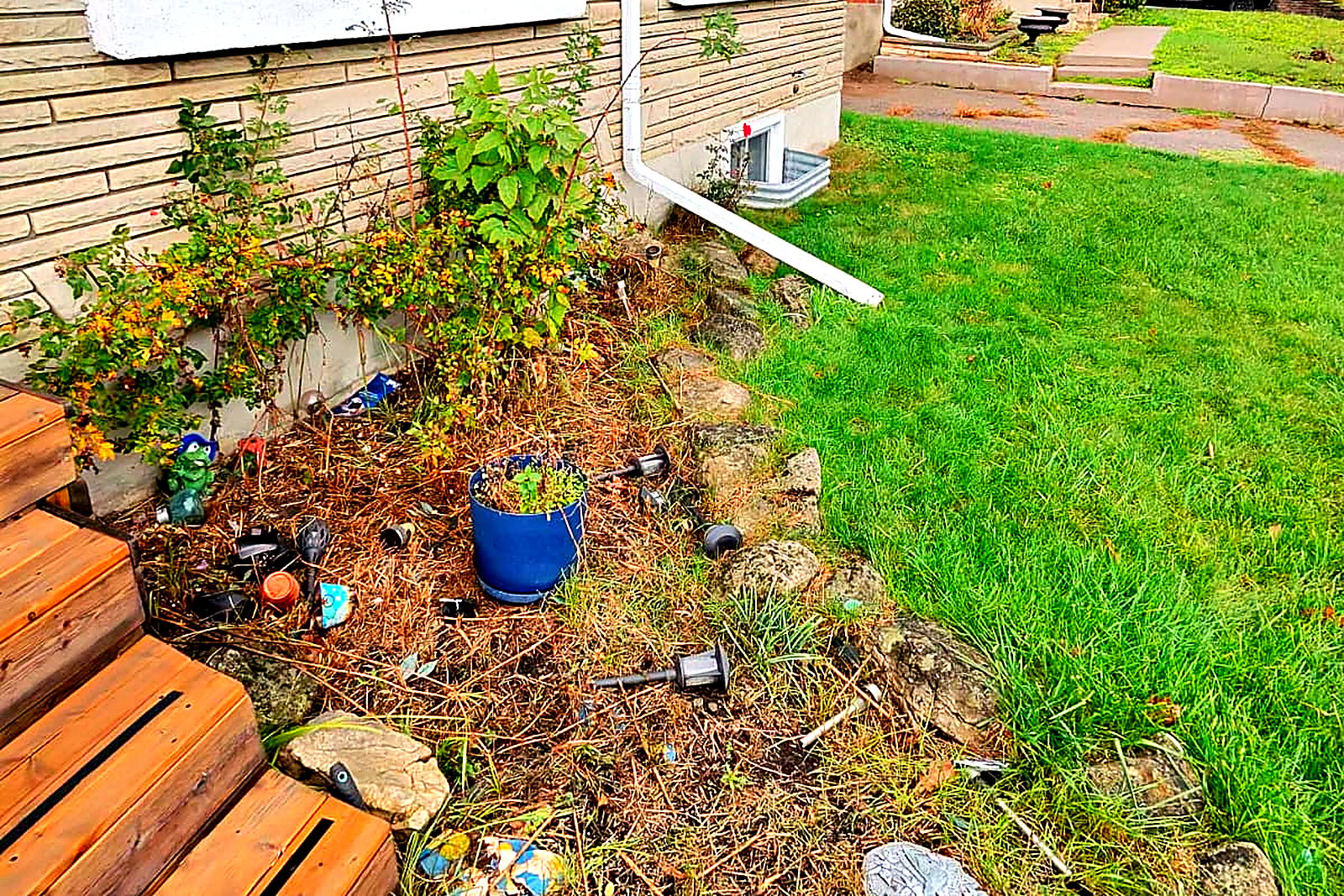 An overgrown front foundation bed with weeds and dead canes growing over the stone edging
