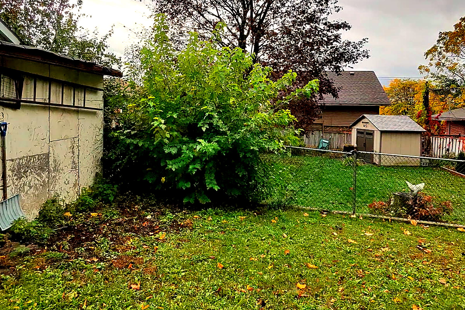 A large overgrown shrub swallowing the border behind a garage