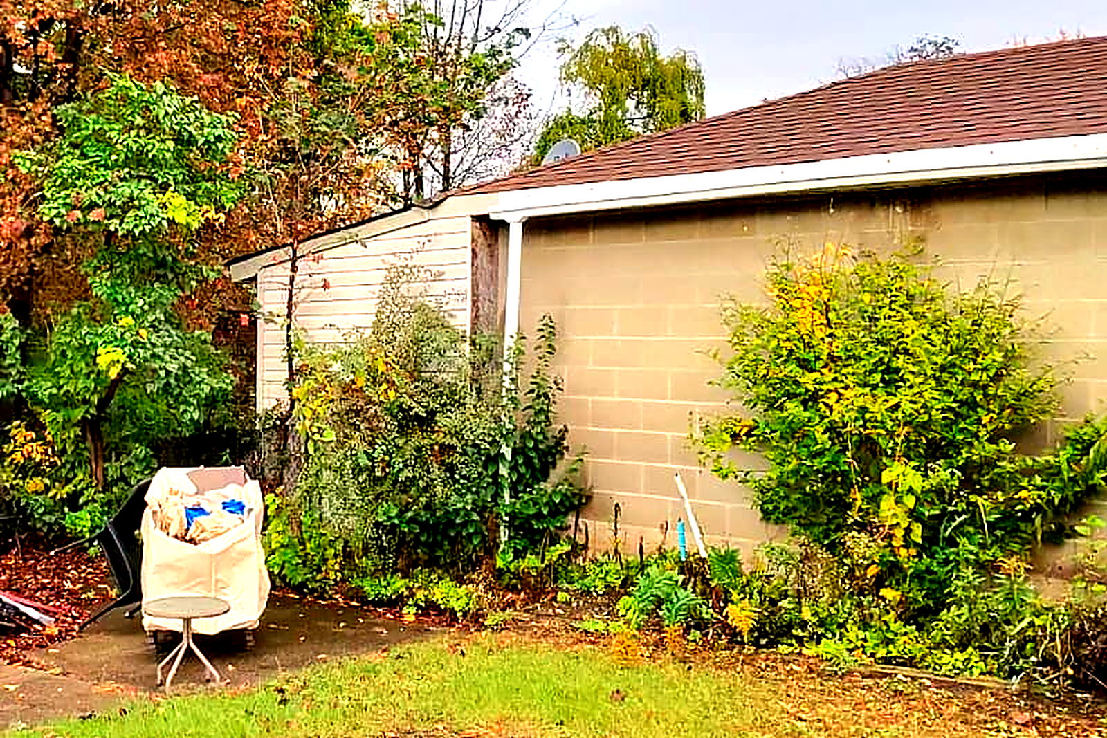 Heavy overgrowth along the base of a garage wall behind a house