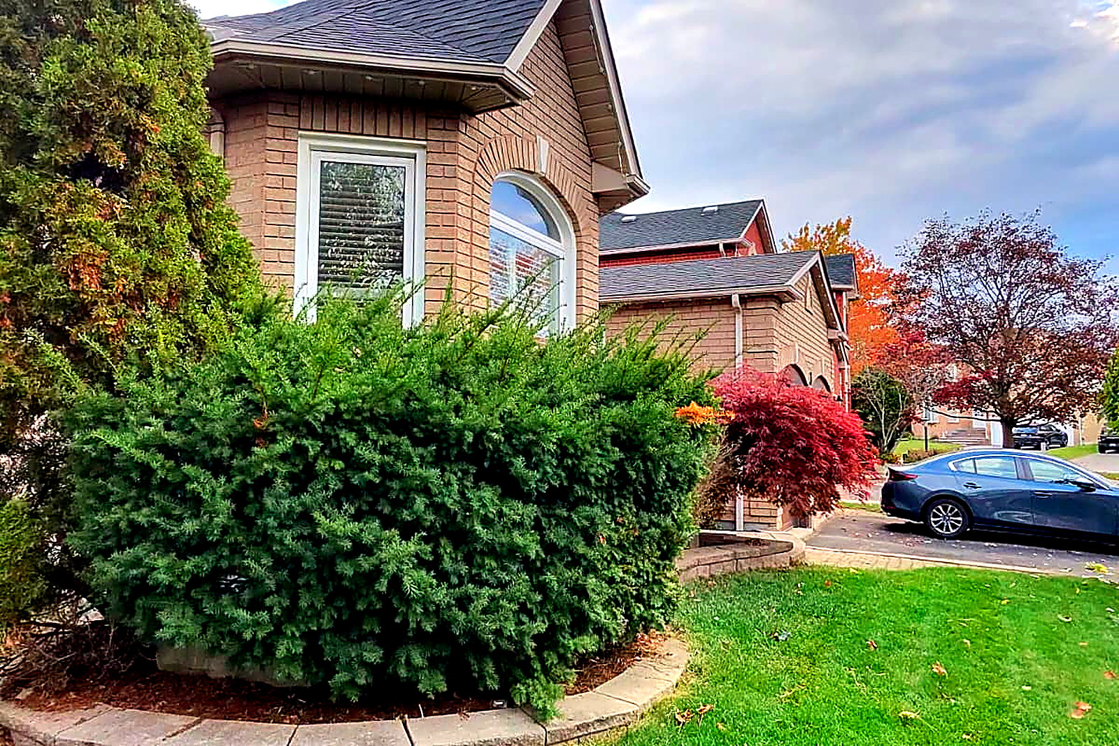 An overgrown yew hedge with loose, uneven growth