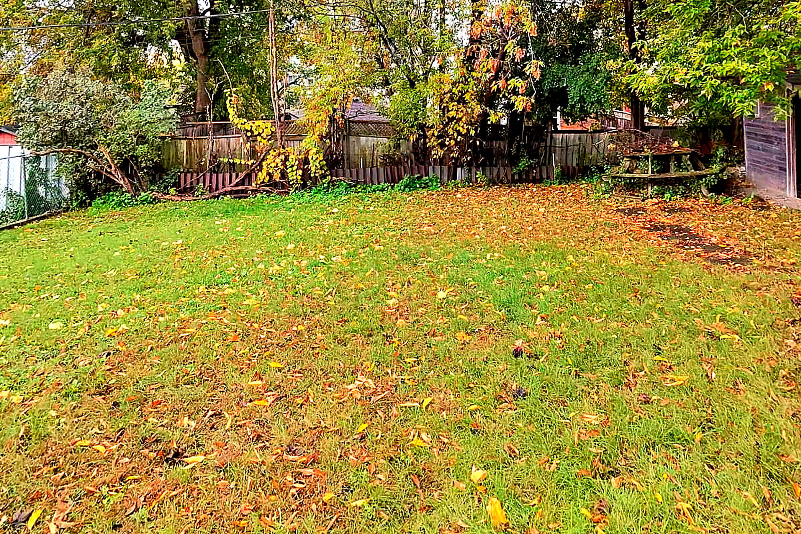 A back lawn covered in fallen leaves with overgrowth along the rear fence