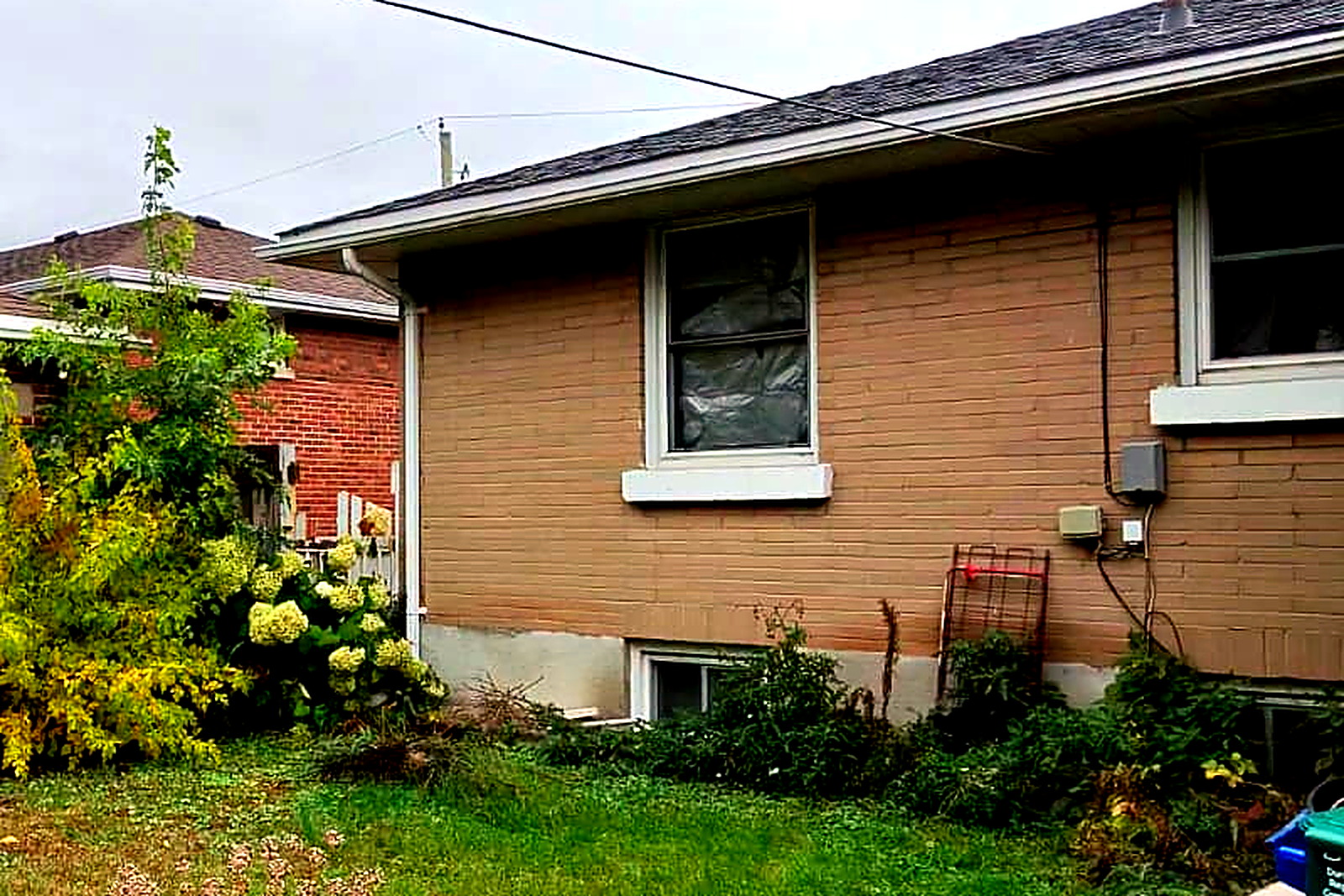 An overgrown side bed with growth covering the foundation and the basement window