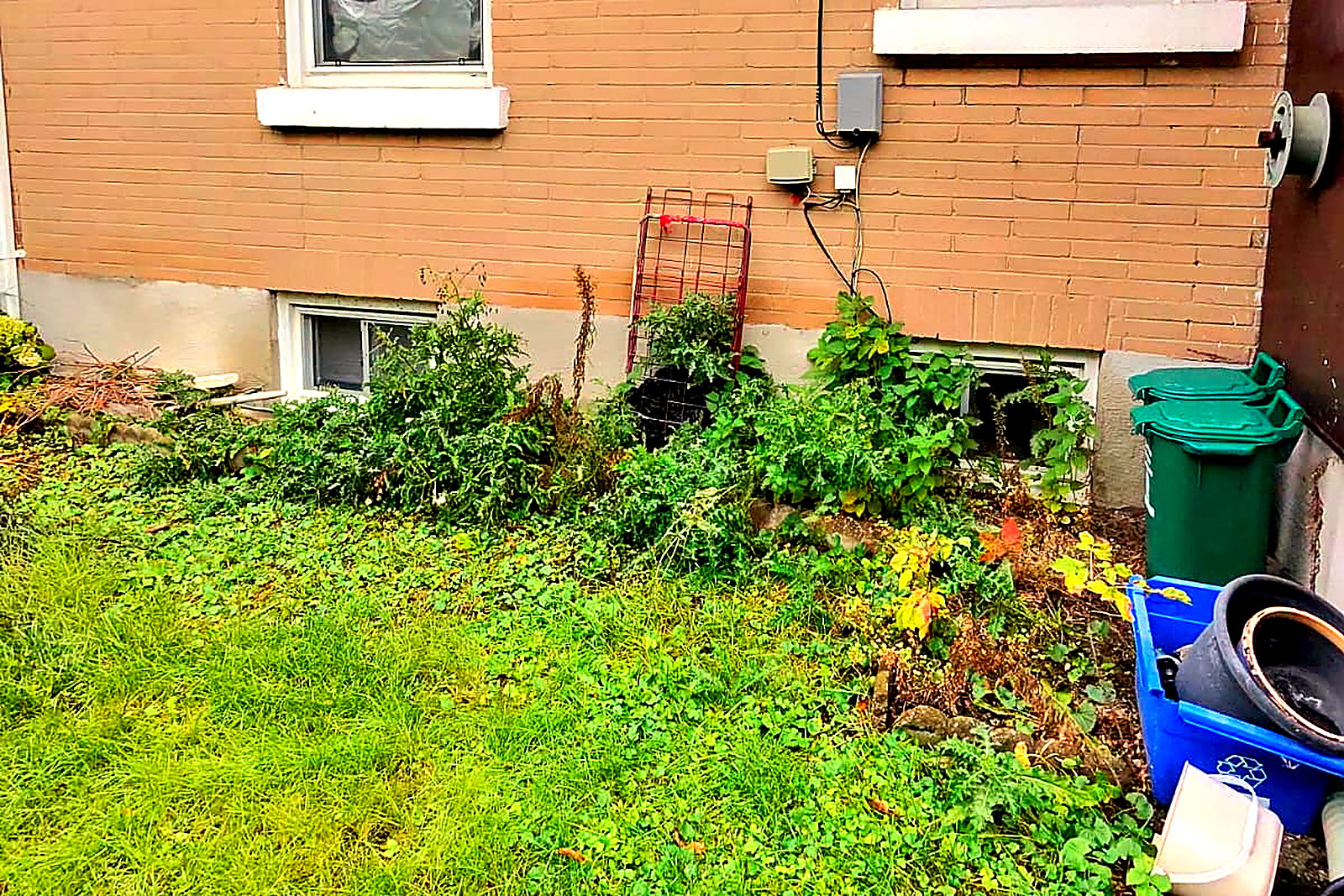 Weeds and tall growth covering the side foundation of a house and the basement windows