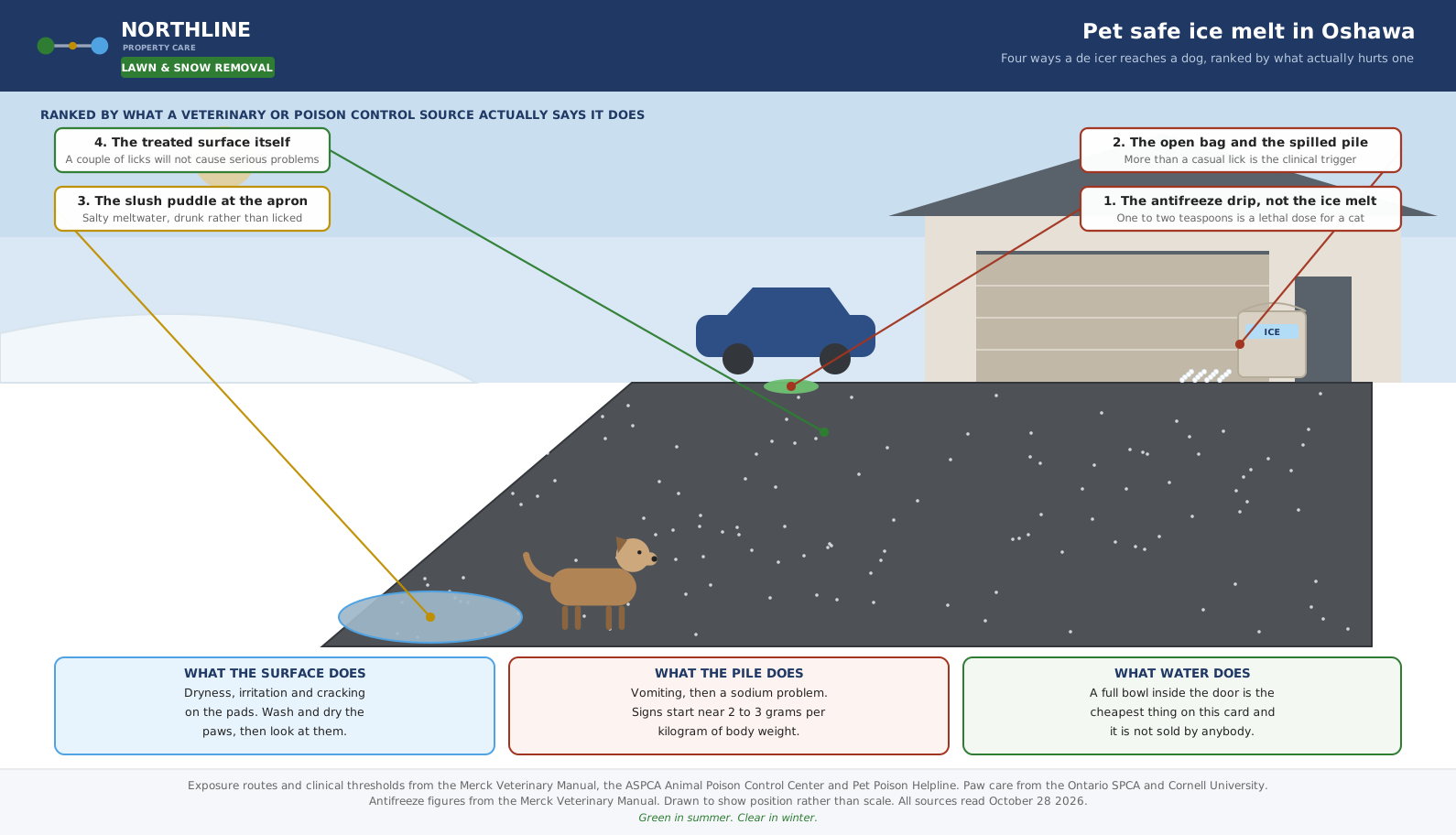 Oshawa driveway in January, the four ways a de icer reaches a dog, with the open bag ranked above the treated surface